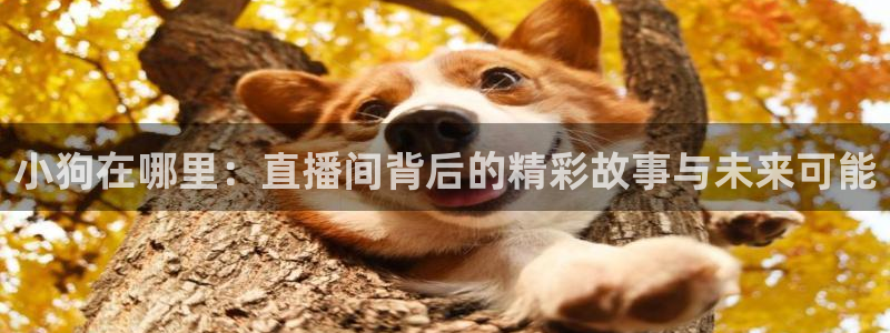 柠檬直播足球高清免费直播：小狗在哪里：直播间背后的精彩故事与未来可能