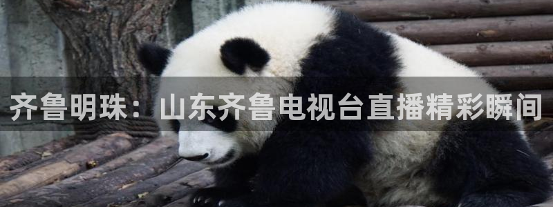 柠檬体育直播官网：齐鲁明珠：山东齐鲁电视台直播精彩瞬间